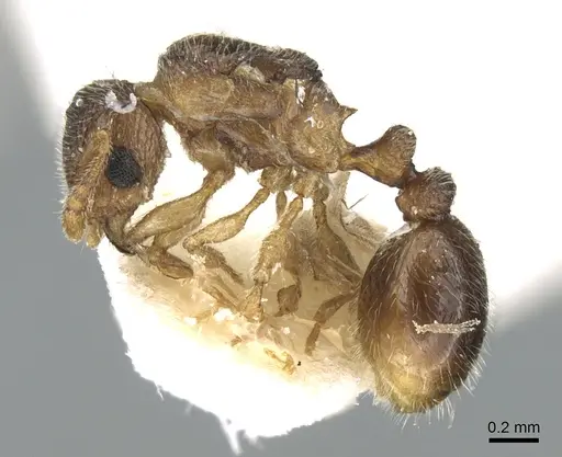 Tetramorium hirsutum specimen CASENT0906350 image casent0906350_3