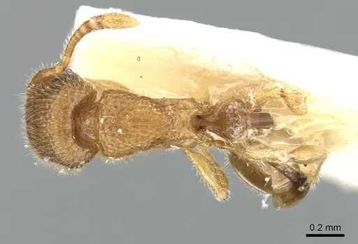 Tetramorium hirsutum specimen CASENT0906351 image casent0906351_1