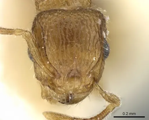 Tetramorium hirsutum specimen CASENT0906351 image casent0906351_2
