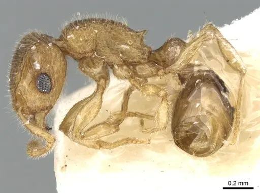 Tetramorium hirsutum specimen CASENT0906351 image casent0906351_3