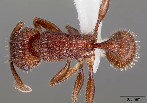 Tetramorium hispidum specimen CASENT0000318 image casent0000318_1