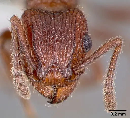 Tetramorium hispidum specimen CASENT0000318 image casent0000318_2