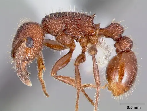 Tetramorium hispidum specimen CASENT0000318 image casent0000318_3
