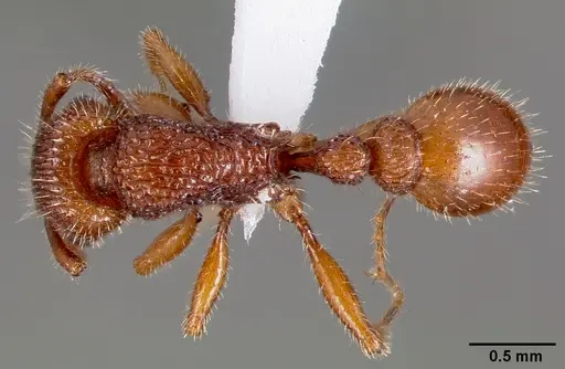 Tetramorium hispidum specimen CASENT0000323 image casent0000323_1