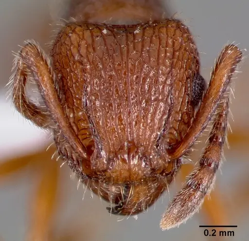 Tetramorium hispidum specimen CASENT0000323 image casent0000323_2