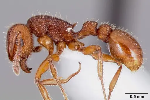 Tetramorium hispidum specimen CASENT0000323 image casent0000323_3