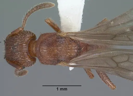 Tetramorium hispidum specimen CASENT0104471 image casent0104471_1