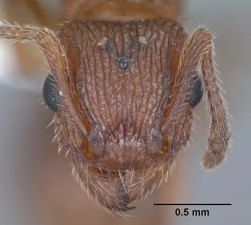 Tetramorium hispidum specimen CASENT0104471 image casent0104471_2