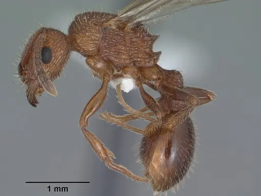 Tetramorium hispidum specimen CASENT0104471 image casent0104471_3