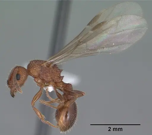 Tetramorium hispidum specimen CASENT0104471 image casent0104471_4
