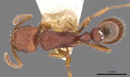 Tetramorium hispidum specimen CASENT0901049 image casent0901049_1