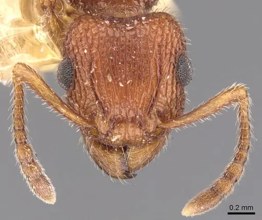 Tetramorium hispidum specimen CASENT0901049 image casent0901049_2