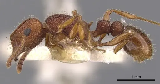 Tetramorium hispidum specimen CASENT0901049 image casent0901049_3