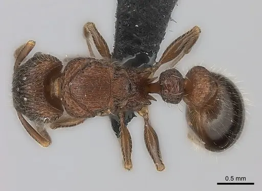 Tetramorium hobbit specimen CASENT0016222 image casent0016222_1