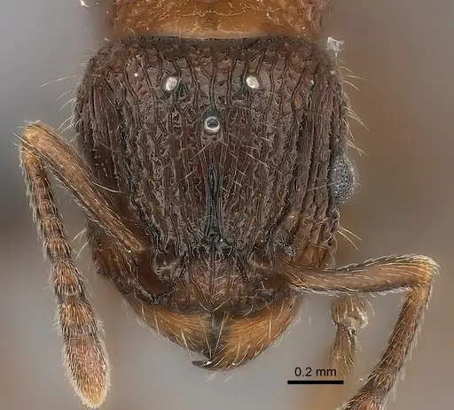 Tetramorium hobbit specimen CASENT0016222 image casent0016222_2