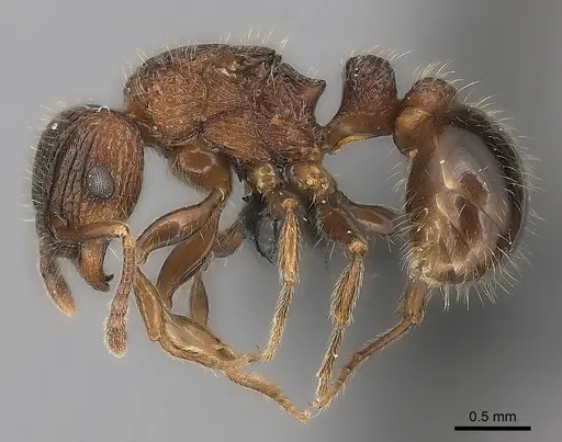 Tetramorium hobbit specimen CASENT0016222 image casent0016222_3