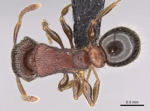 Tetramorium hobbit specimen CASENT0019207 image casent0019207_1