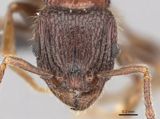 Tetramorium hobbit specimen CASENT0019207 image casent0019207_2