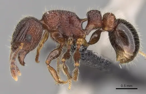 Tetramorium hobbit specimen CASENT0019207 image casent0019207_3