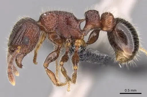 Tetramorium hobbit specimen CASENT0019207 image casent0019207_4