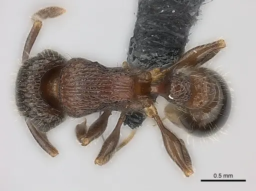 Tetramorium hobbit specimen CASENT0020993 image casent0020993_1