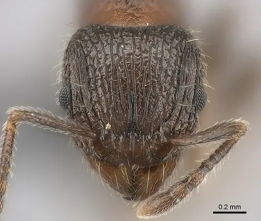 Tetramorium hobbit specimen CASENT0020993 image casent0020993_2