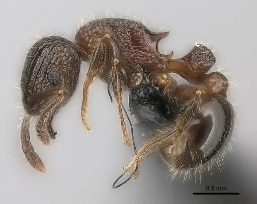 Tetramorium hobbit specimen CASENT0020993 image casent0020993_3