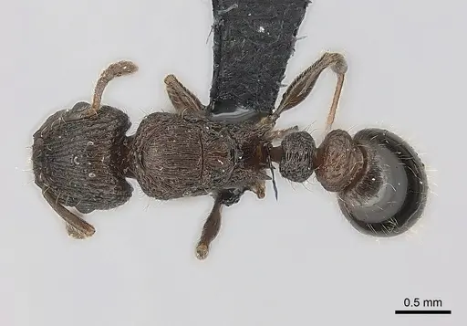 Tetramorium hobbit specimen CASENT0021012 image casent0021012_1