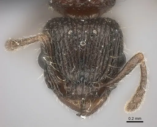 Tetramorium hobbit specimen CASENT0021012 image casent0021012_2