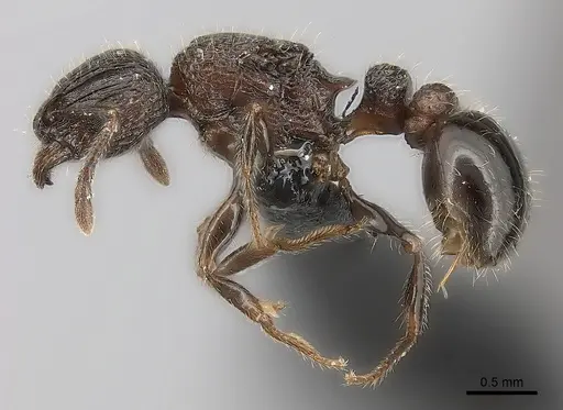 Tetramorium hobbit specimen CASENT0021012 image casent0021012_3