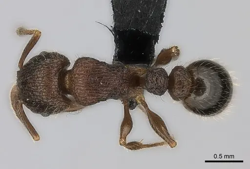 Tetramorium hobbit specimen CASENT0079245 image casent0079245_1