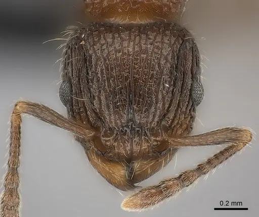 Tetramorium hobbit specimen CASENT0079245 image casent0079245_2