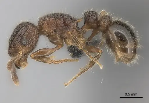 Tetramorium hobbit specimen CASENT0079245 image casent0079245_3