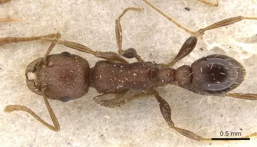 Tetramorium hortorum specimen CASENT0901249 image casent0901249_1