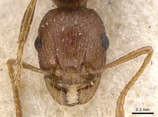Tetramorium hortorum specimen CASENT0901249 image casent0901249_2