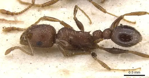 Tetramorium hortorum specimen CASENT0901249 image casent0901249_3
