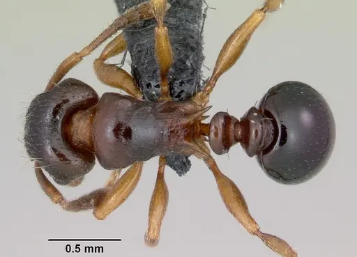 Tetramorium humbloti specimen CASENT0059691 image casent0059691_1