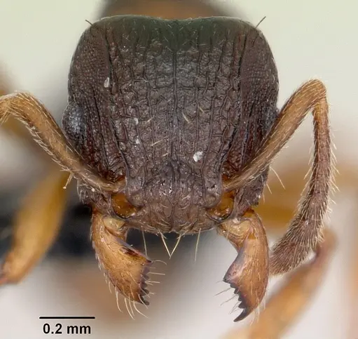 Tetramorium humbloti specimen CASENT0059691 image casent0059691_2