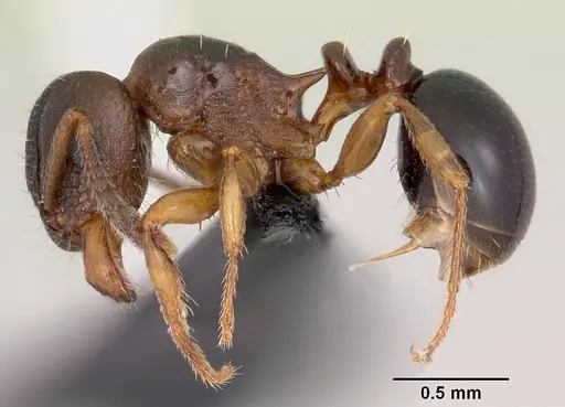 Tetramorium humbloti specimen CASENT0059691 image casent0059691_3