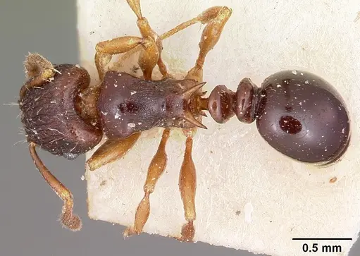 Tetramorium humbloti specimen CASENT0101295 image casent0101295_1