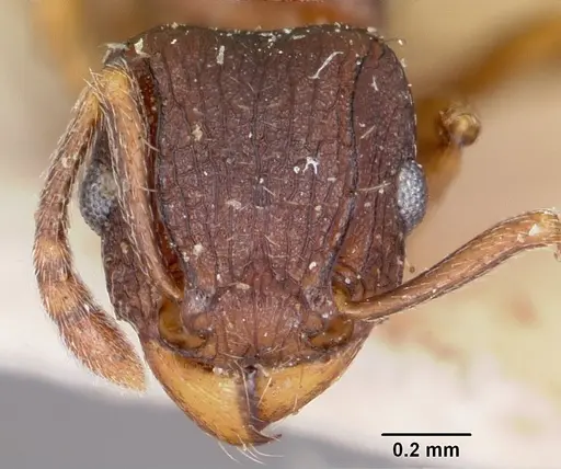 Tetramorium humbloti specimen CASENT0101295 image casent0101295_2