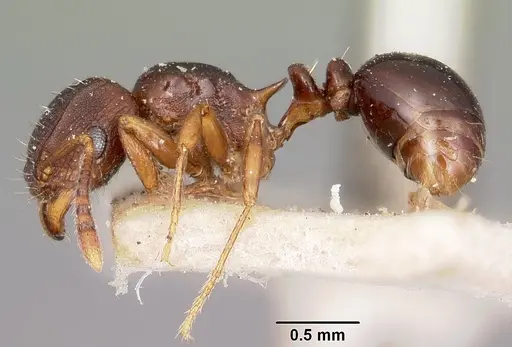 Tetramorium humbloti specimen CASENT0101295 image casent0101295_3