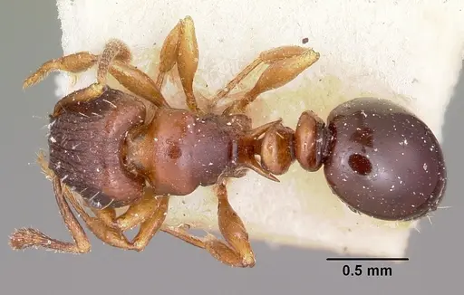 Tetramorium humbloti specimen CASENT0101296 image casent0101296_1