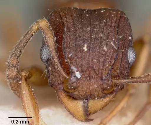 Tetramorium humbloti specimen CASENT0101296 image casent0101296_2