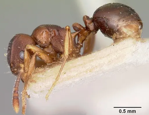 Tetramorium humbloti specimen CASENT0101296 image casent0101296_3