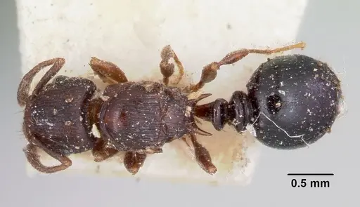 Tetramorium humbloti specimen CASENT0101737 image casent0101737_1