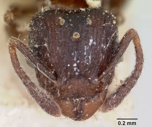 Tetramorium humbloti specimen CASENT0101737 image casent0101737_2