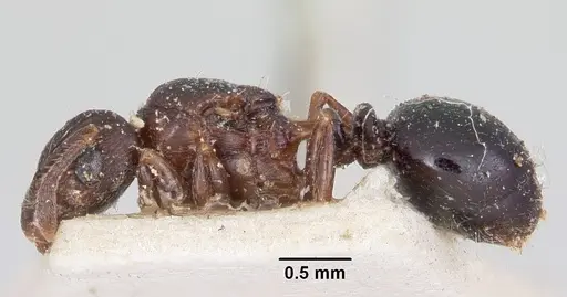 Tetramorium humbloti specimen CASENT0101737 image casent0101737_3