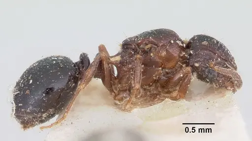 Tetramorium humbloti specimen CASENT0101737 image casent0101737_4