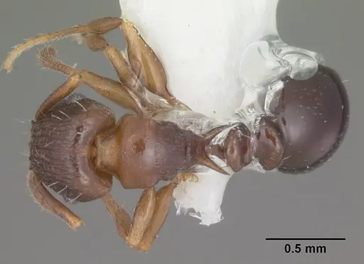 Tetramorium humbloti specimen CASENT0102391 image casent0102391_1